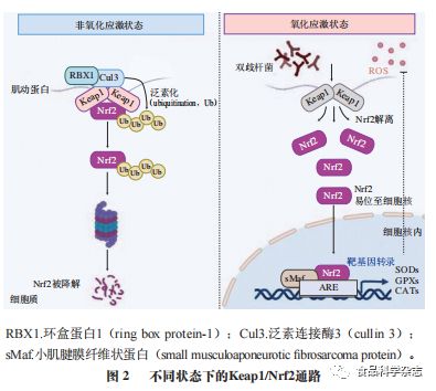 双歧杆菌及其制剂对炎症性肠病作用机制研究进展——基于东北农业大学孟祥晨教授团队的农业科学研究与试验发展