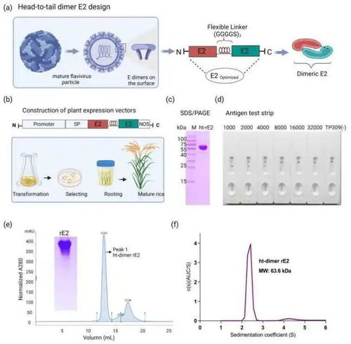 张改平院士团队在水稻生产猪瘟超级疫苗及免疫机制解析方面取得重大突破