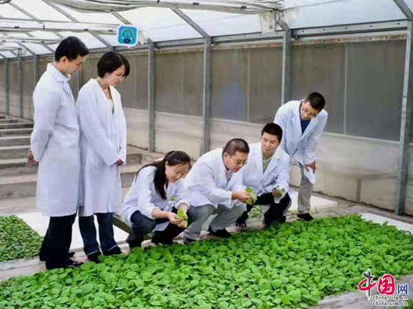 科技创新驱动产业升级——云南省烟草农业科学研究院引领烟草农业现代化发展