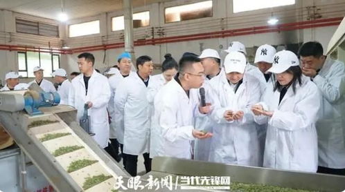 科技赋能黔茶 贵州省农业科学院茶叶研究所推动品质提升与品牌建设