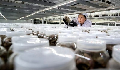 金草金线莲组培工厂 农业科学研究与试验发展的新篇章